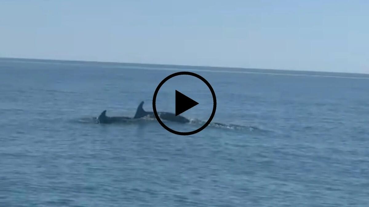 Salti e giochi in acqua: tornano i delfini a Jesolo - Il Video -