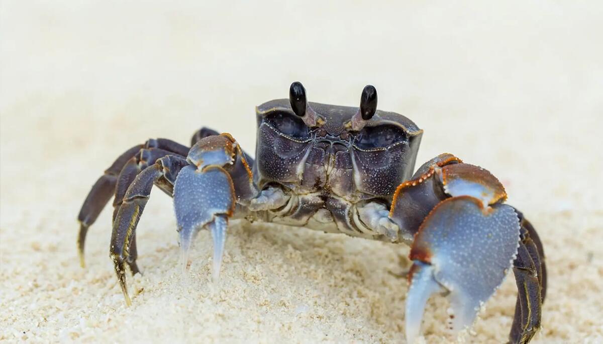 Granchio blu, vietato pescarli senza licenza: sanzioni da 300 euro e sequestro - 