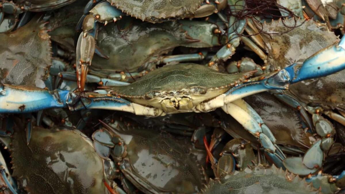 Granchio blu sui banchi nelle pescherie della Despar - 