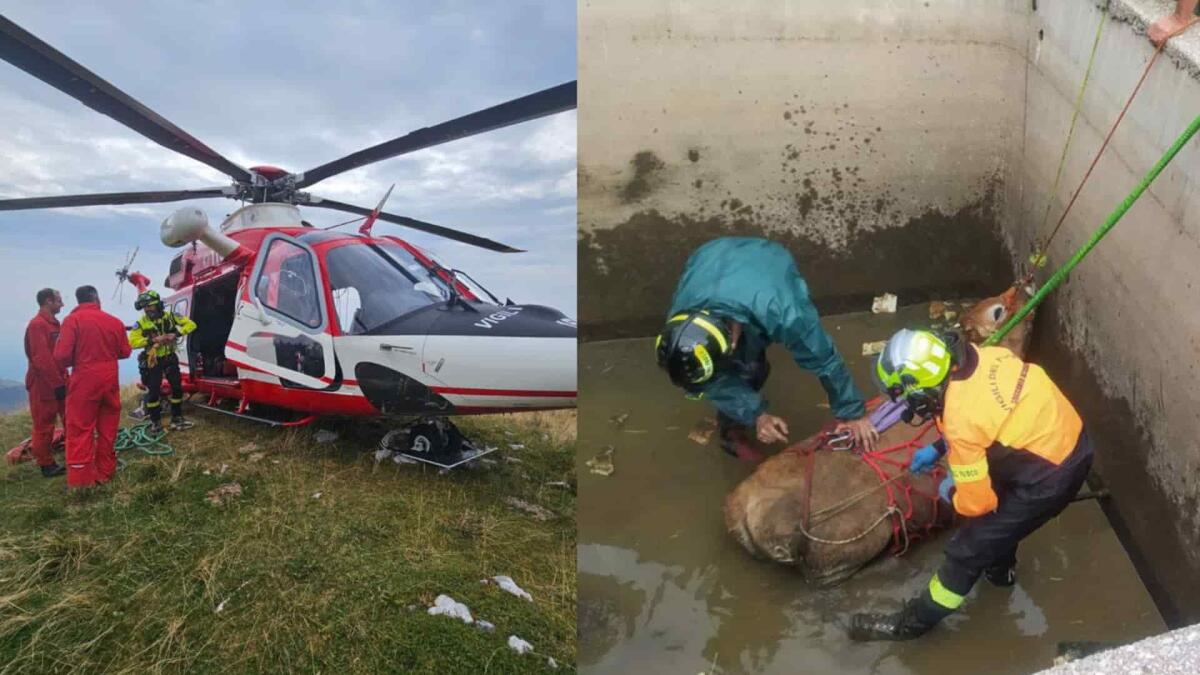 Il vitello finisce in una vasca, salvato con l'elicottero dai vigili del fuoco - 