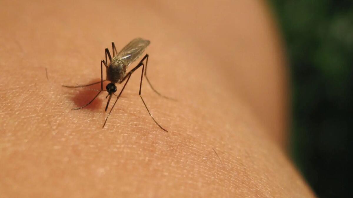 Emergenza West Nile in Friuli: scoperti nuovi casi. Al via le misure di prevenzione - 