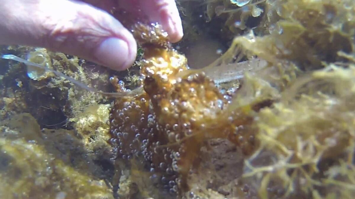 Allerta a Duino Aurisina, trovata un'alga tossica: scattano le verifiche dell'Arpa - 