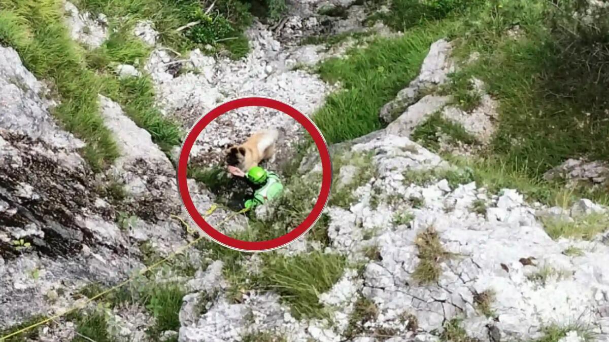 Muna finisce nel canale, il Soccorso Alpino si cala con la corda e la salva -