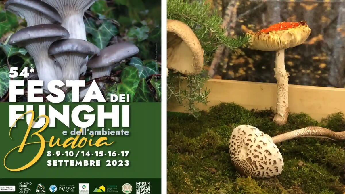 Festa dei Funghi e dell’Ambiente di Budoia: ecco il grande appuntamento settembrino - 
