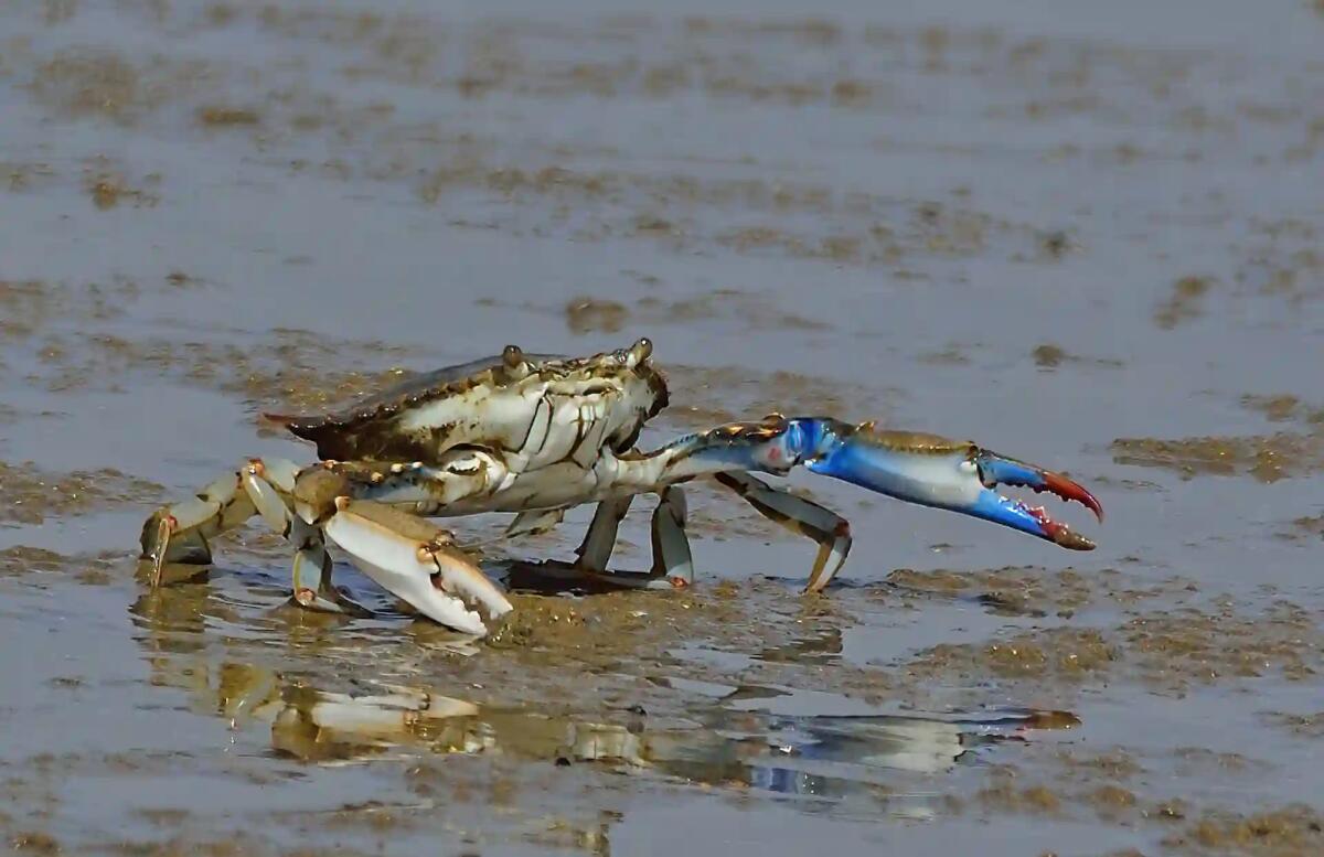Il granchio blu: una minaccia per il Veneto e il Friuli Venezia Giulia - 
