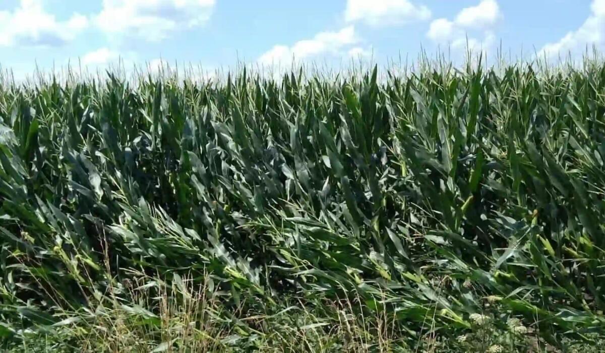 Maltempo, imprese agricole colpite nel Vicentino. Danni a cereali, mais e vite per tre milioni - 