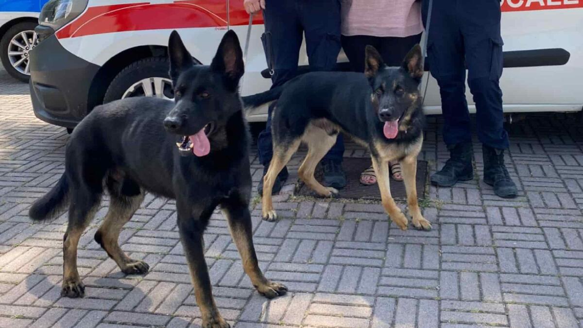 Hyper e Boti, i cani antridroga della Polizia di Trento sono tornati a Lignano Sabbiadoro - 