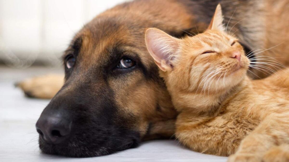 Organizzare una vacanza quando si ha un animale domestico, qualche consiglio - 