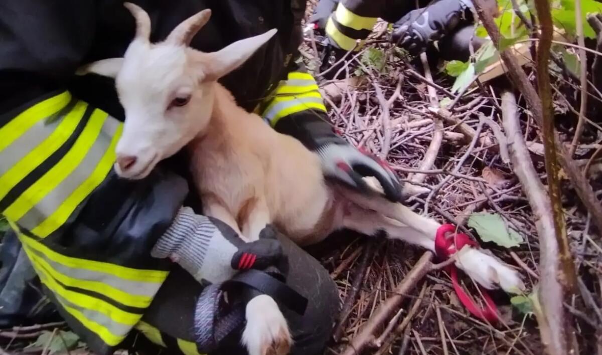Precipita nella scarpata e rimane bloccata tra i rovi: capretta salvata dai pompieri - 