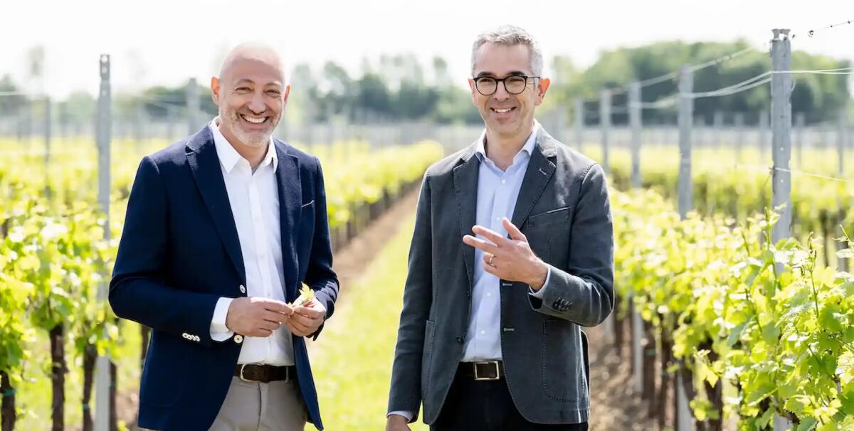 Vino Fvg, La Delizia vendite in crescita: tra le migliori cantine in Italia - 