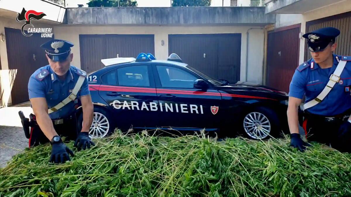 Oltre 1700 piante di marijuana scoperte nei campi a Bottenicco di Moimacco -