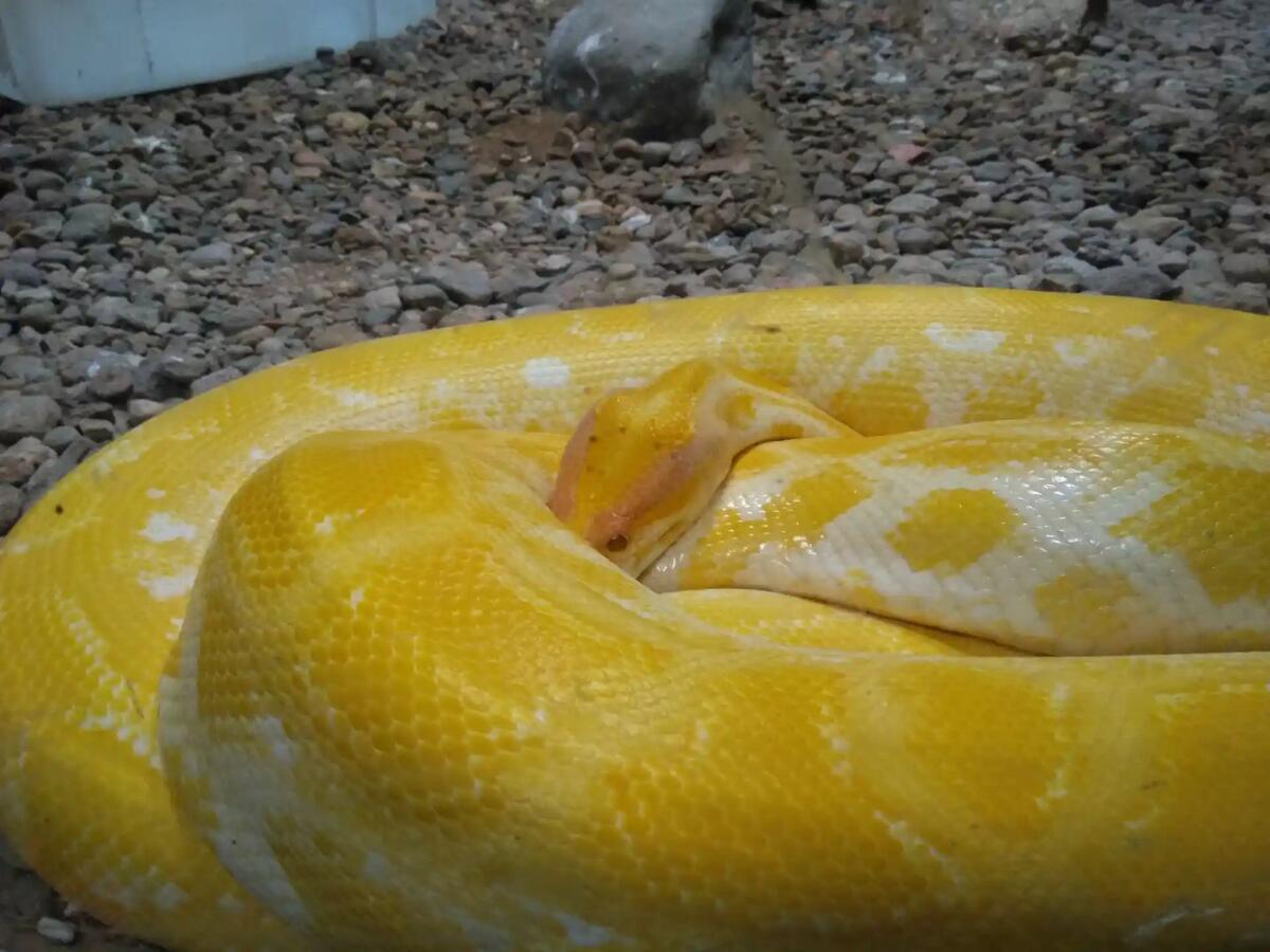 Un boa constrictor albino a spasso di notte nel cortile del condominio: panico tra gli inquilini - 
