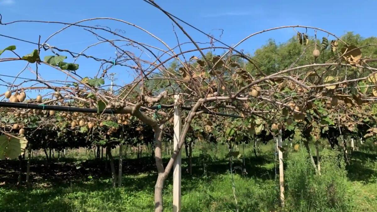 Lotta alla moria dei kiwi, un progetto nazionale all'Ateneo di Udine - 