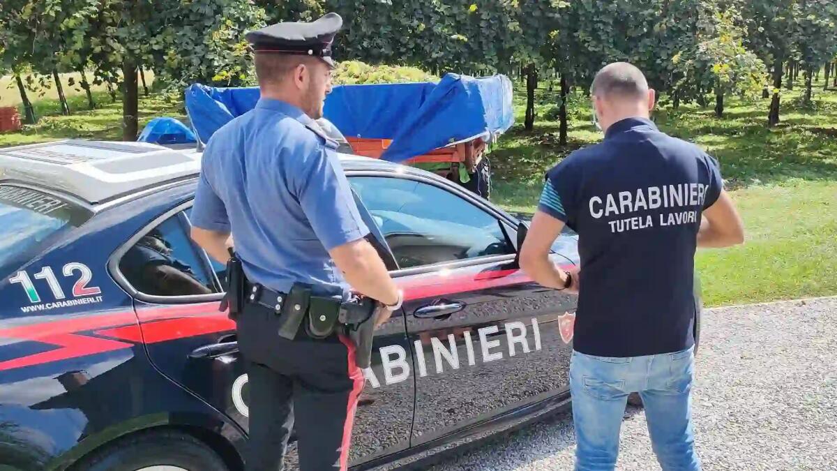 Trevigiano, 14 lavoratori in nero nelle vigne: blitz dei Carabinieri - 
