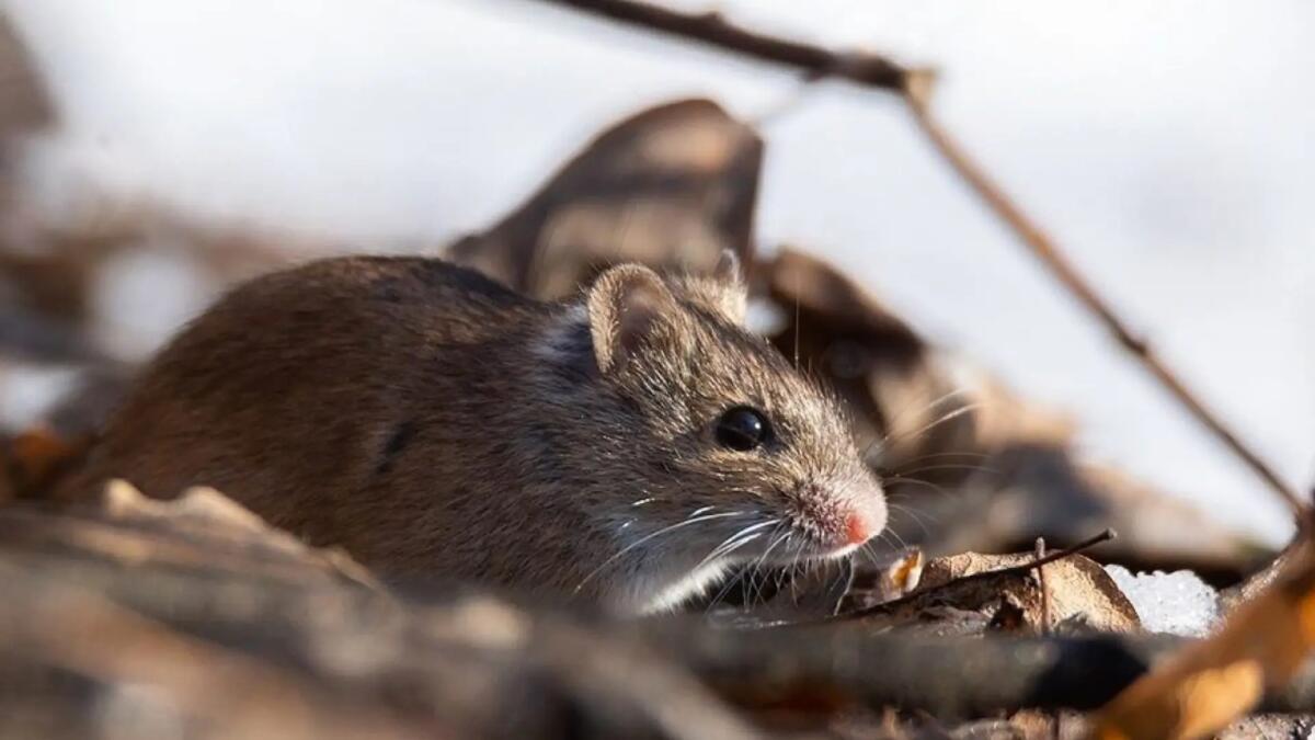 Caso di Leptospirosi a Pordenone: divieto di balneazione del Noncello. L'Ordinanza PDF - 