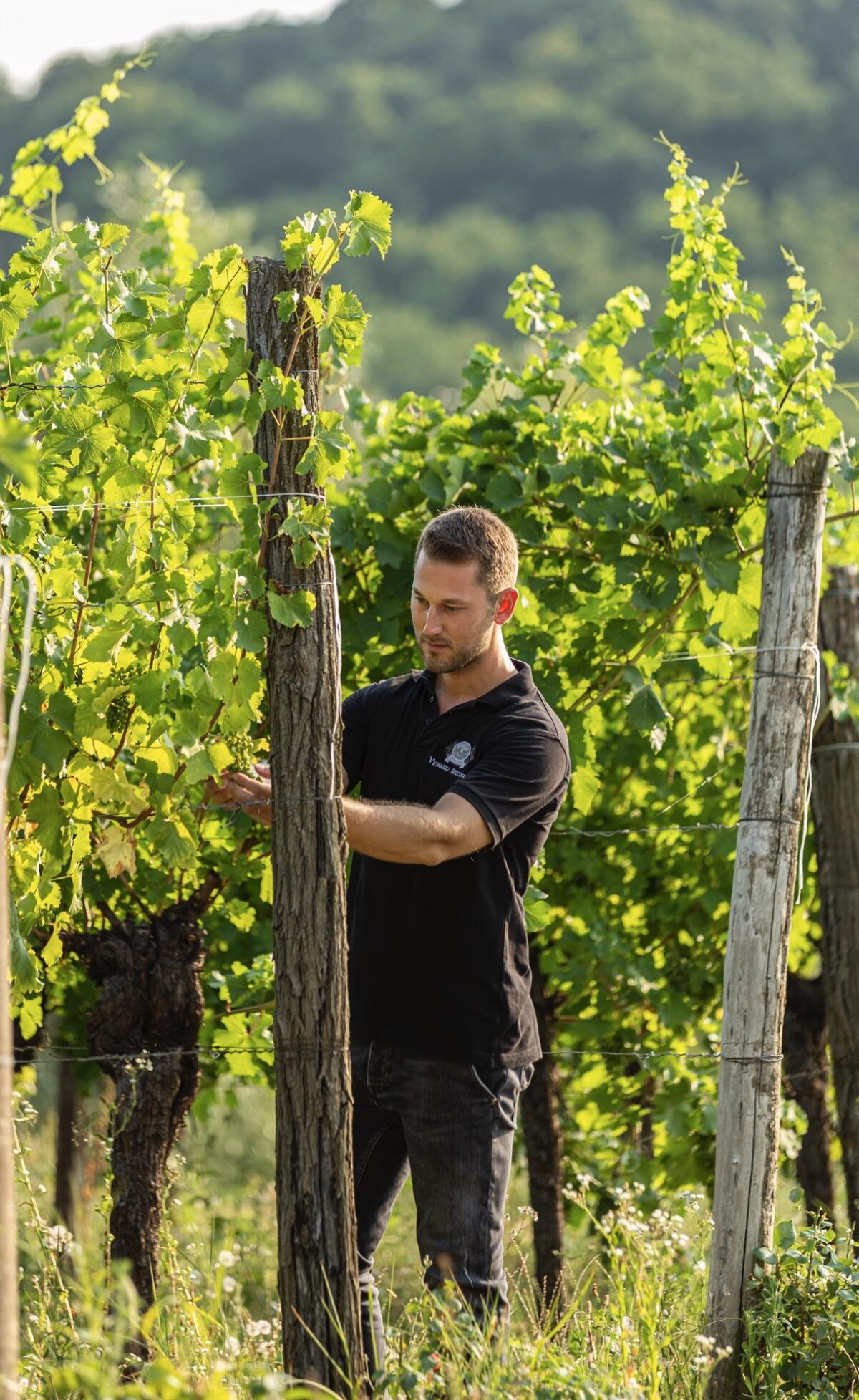 Cristian Specogna nominato miglior giovane vignaiolo italiano 2023 - 