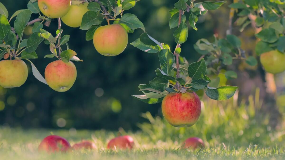 Prodotti biologici, perché sono sempre più diffusi sul mercato - 