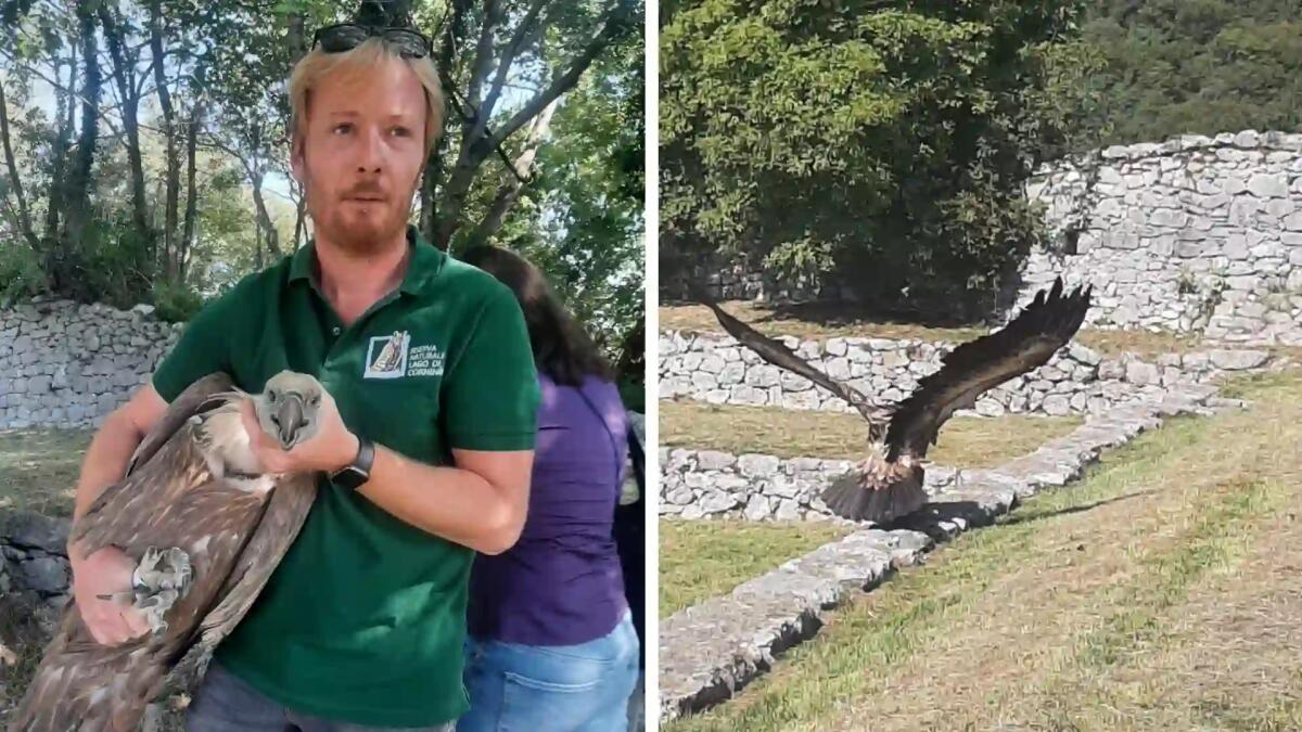 Di nuovo signori dell'aria: 6 grifoni e altri 20 esemplari riconquistano la libertà spiccando il volo - 