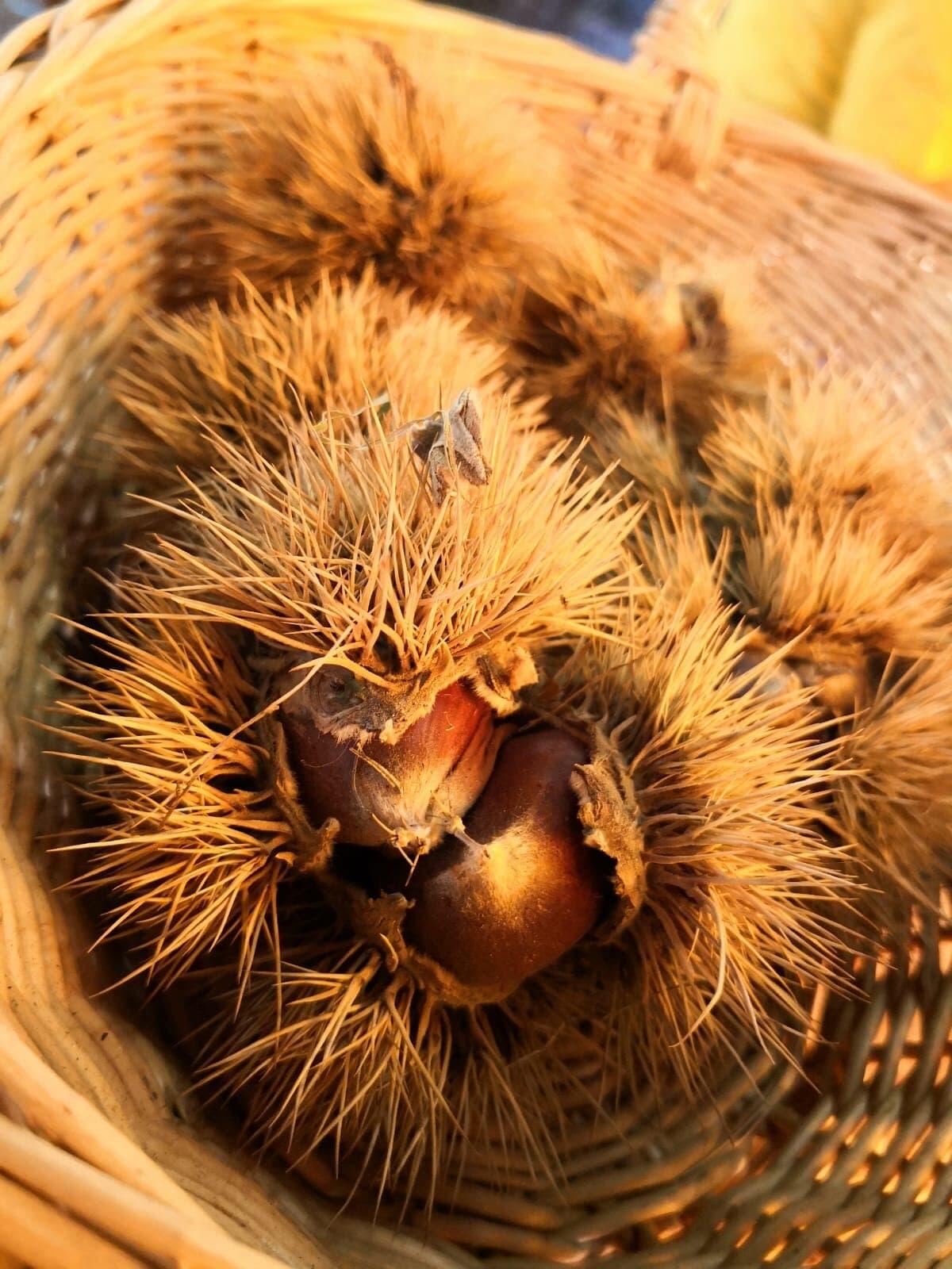 Valle di Soffumbergo, la 42esima edizione della festa delle castagne e del miele di castagno - 