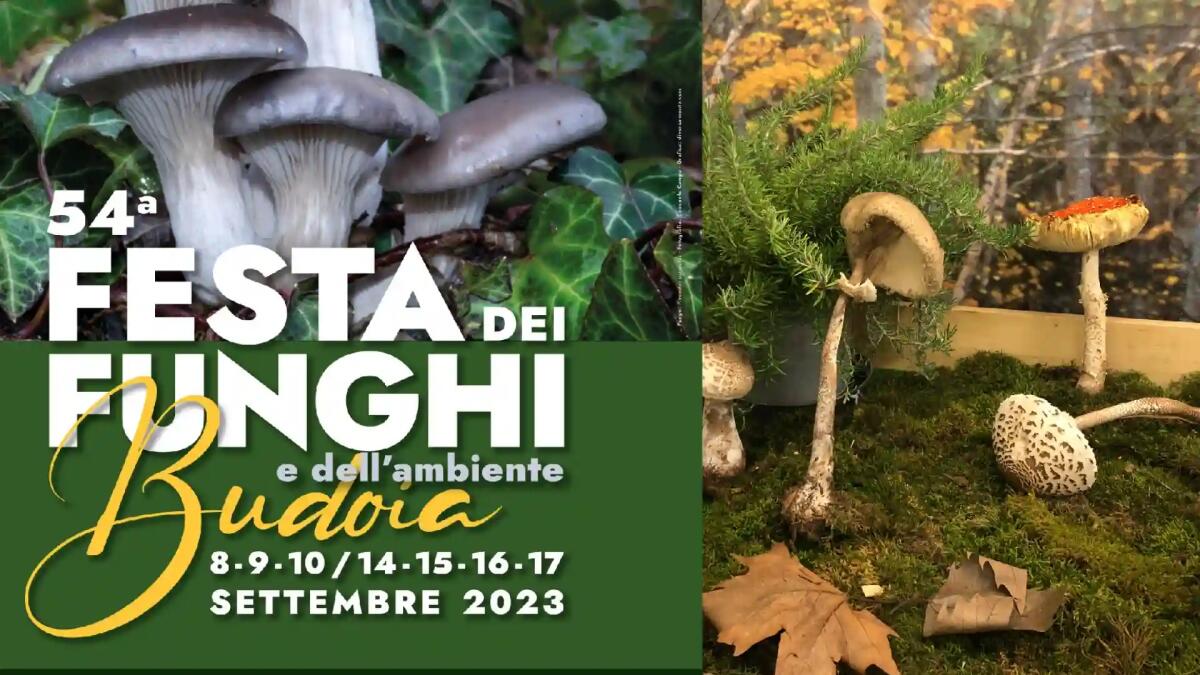 Si alza il sipario sulla “Festa dei Funghi e dell’Ambiente” di Budoia. Programma - 