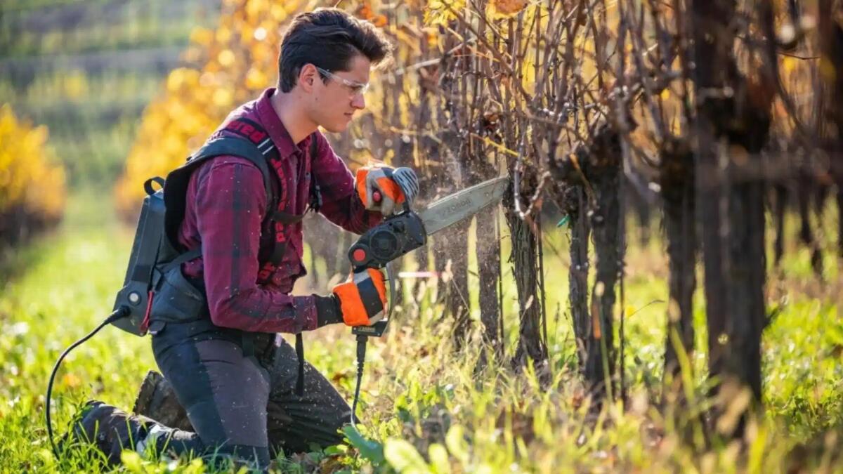 A scuola di dendrochirurgia con Simonit&amp;Sirch Vine Master Pruners - Fall Edition 2023 - 
