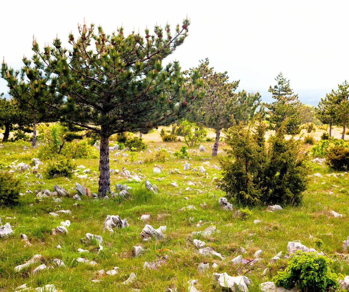Alla scoperta della biodiversità della Landa Carsica, escursione dal lago di Doberdò a Colle Nero - 