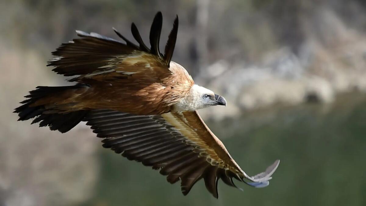 Liberazione di 6 grifoni e altri esemplari alla Riserva di Cornino. Ecco quando - 