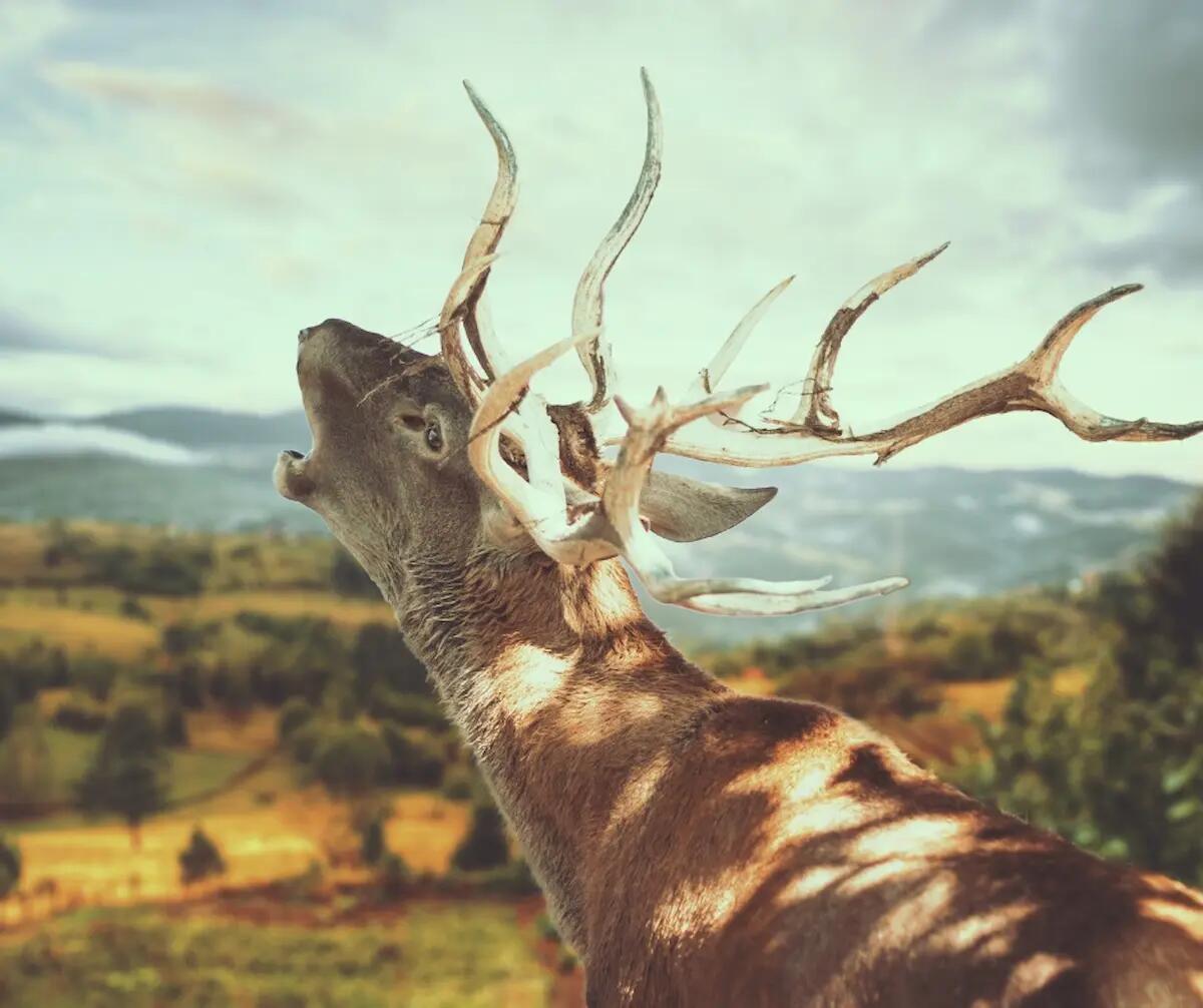 Ascoltare i bramiti dei cervi alla Riserva di Doberdò, sabato 16 settembre - 