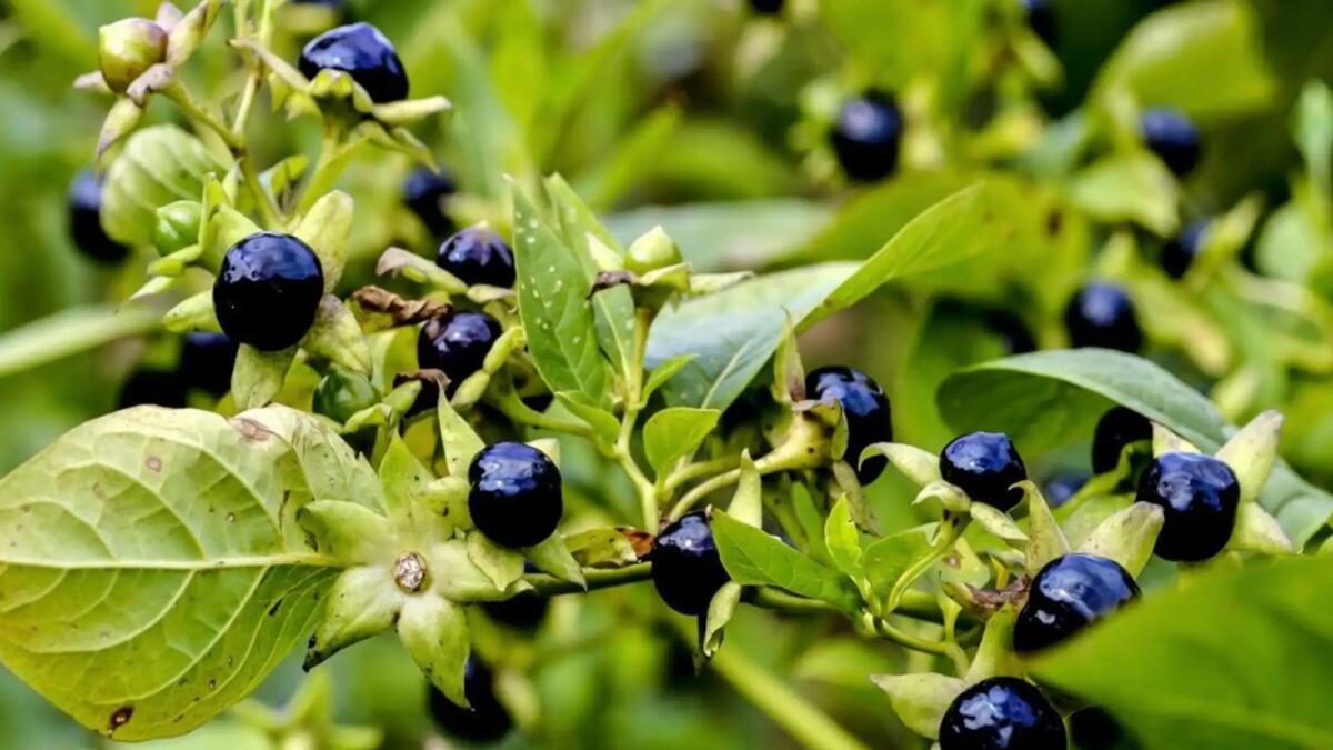 Scambiano bacche di "Belladonna" per mirtilli: intossicati due minori e l'accompagnatore - 