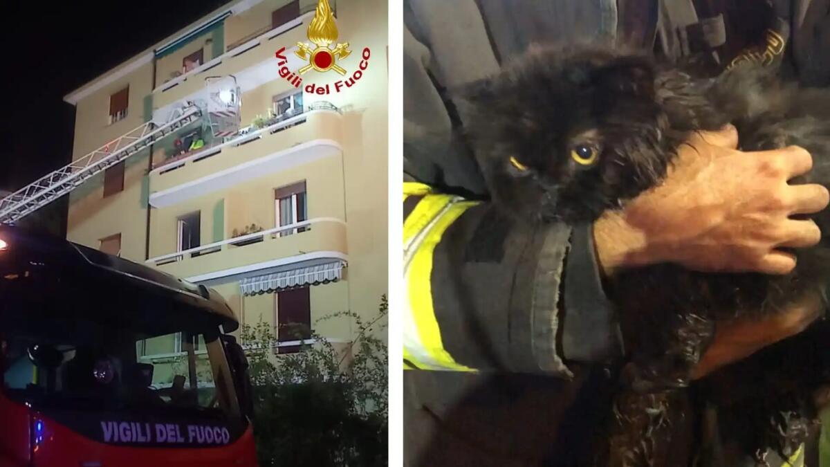 Incendio in un palazzo a Trieste: 5 persone intossicate, un gatto in fin di vita - 