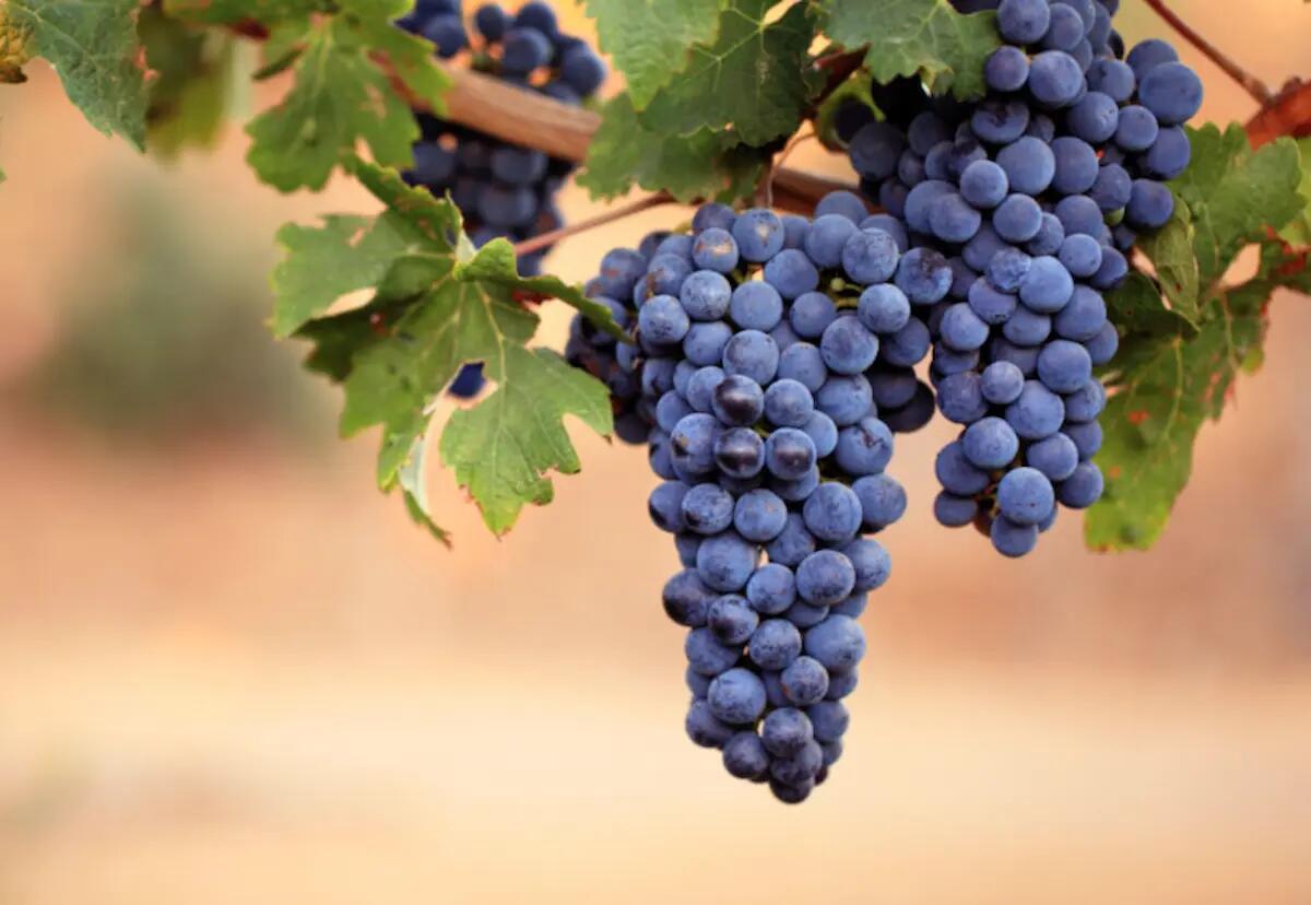 Pinot grigio delle Venezie, bene per la DOC del nordest, giacenze in calo e imbottigliamenti al +10% - 