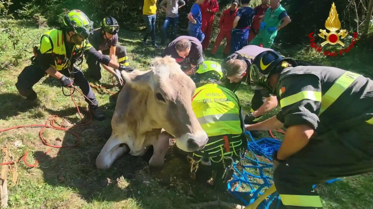 Rimane bloccata, mucca salvata con l'elicottero dai Vigili del fuoco - 