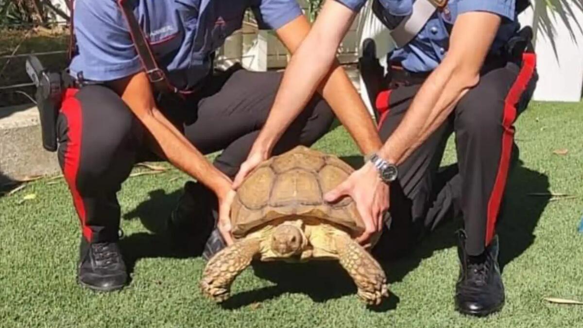 Caorle. Tartaruga africana di 70 cm nel giardino: sequestrata - 