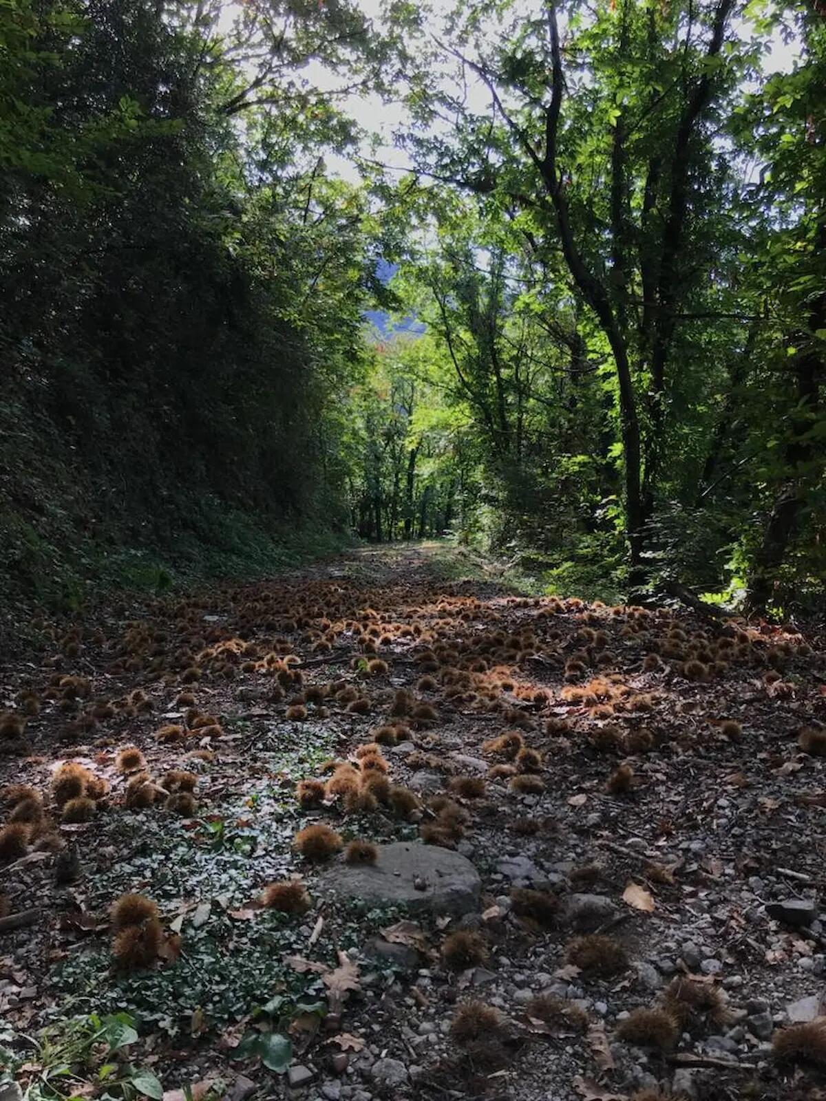 Escursione 28 ottobre, lo Zuc di Giai tra castagni e pungitopo -