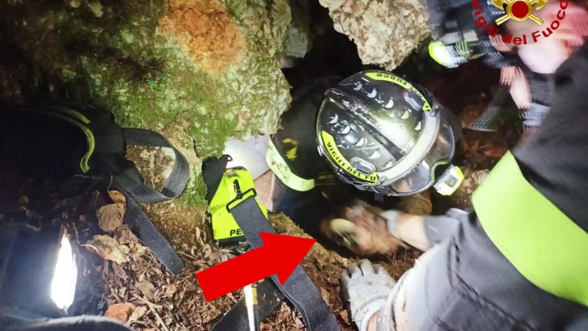 Bea rimane  bloccata in una tana durante la caccia: salvata dopo 10 ore - 