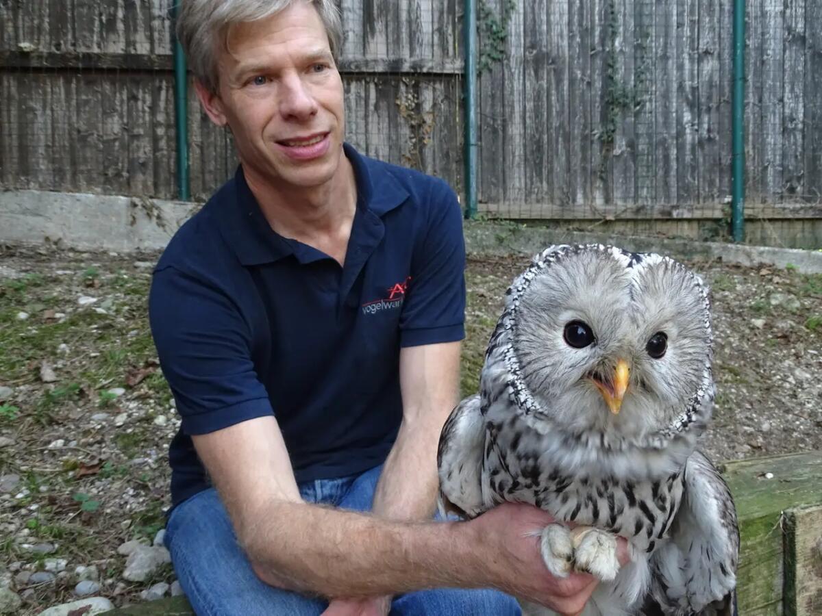 Una coppia dei rari allocchi degli Urali è arrivata dall'Austria alla Riserva di Cornino - 