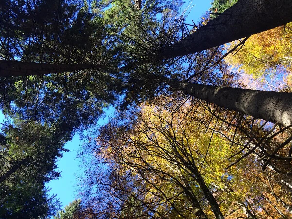 Forest Sharing con il Consorzio Boschi Carnici, il prossimo incontro il 27 ottobre - 