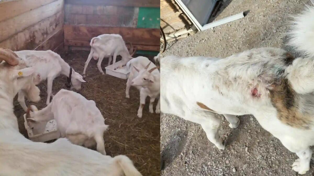 Fattoria da incubo, l'orrore tra animali ammalati e denutriti -