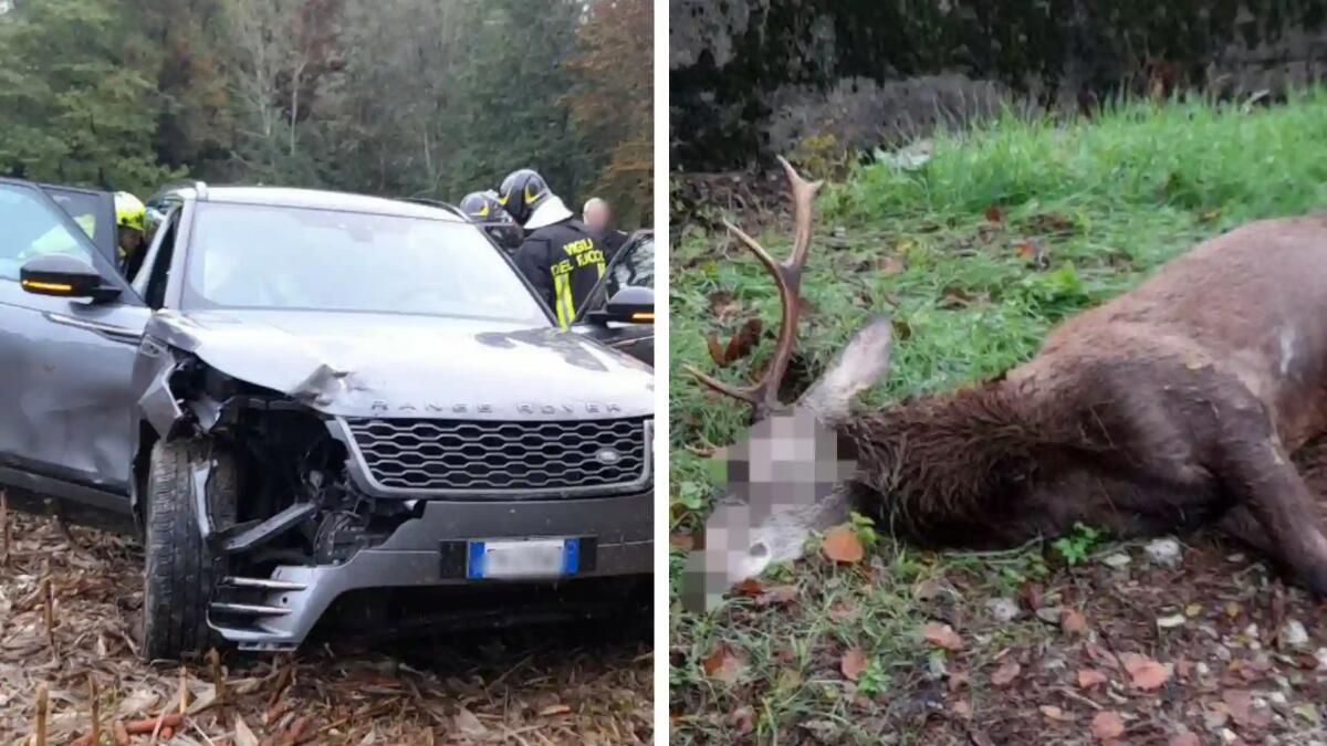 Cervo salta sulla strada all'improvviso, scontro con l'auto: morto l'animale - 