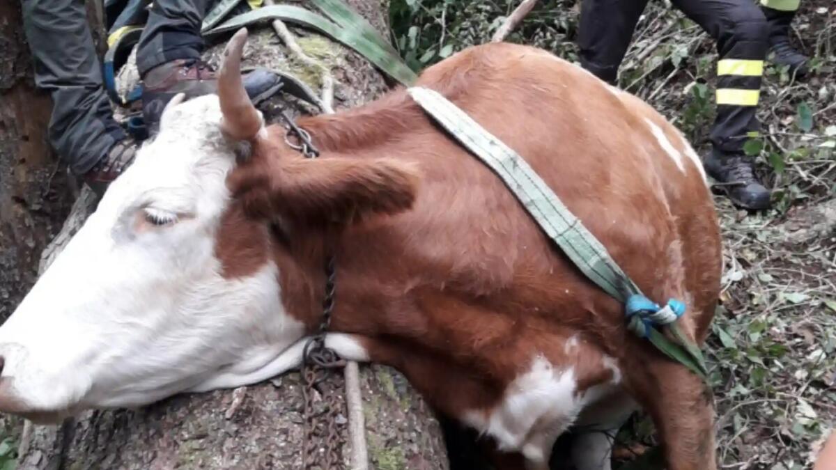 Mucca cade in un crepaccio, recuperata dall'elicottero dei vigili del fuoco - 