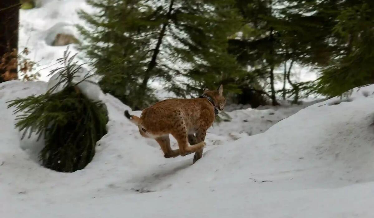 Uccisa da un bracconiere la lince Sofia. Era stata rilasciata nella foresta di Tarvisio - 