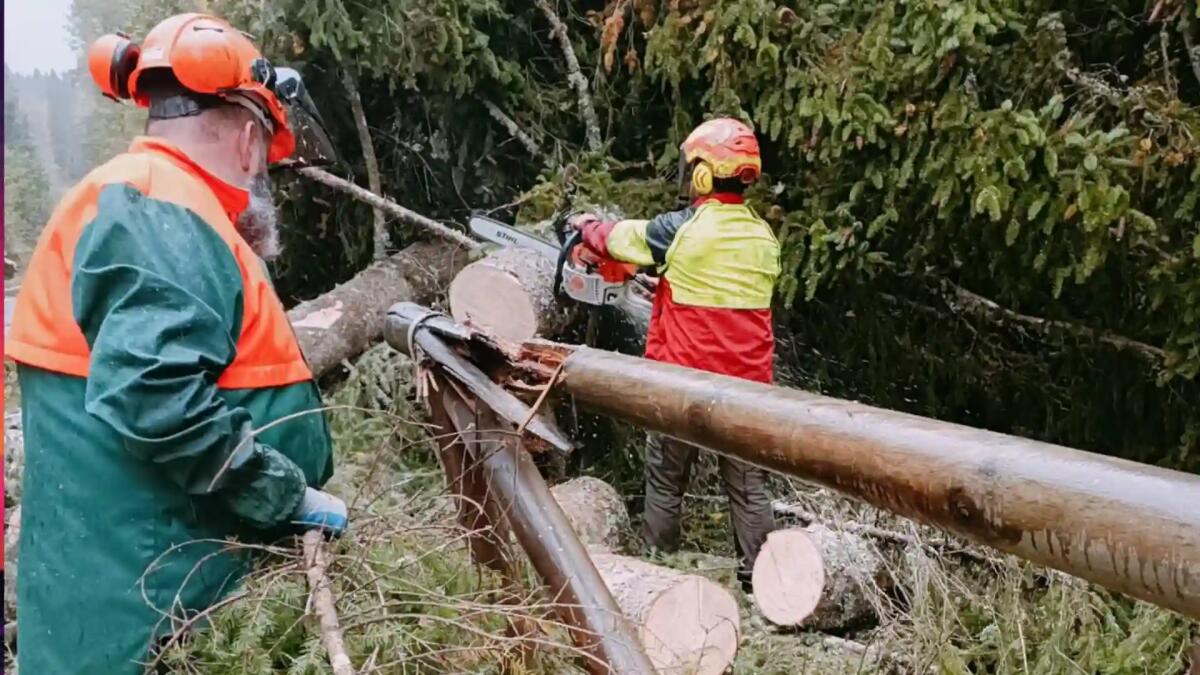 Alberi caduti e danni. Vento forte a Tarvisio, Protezione Civile al lavoro - FOTO -