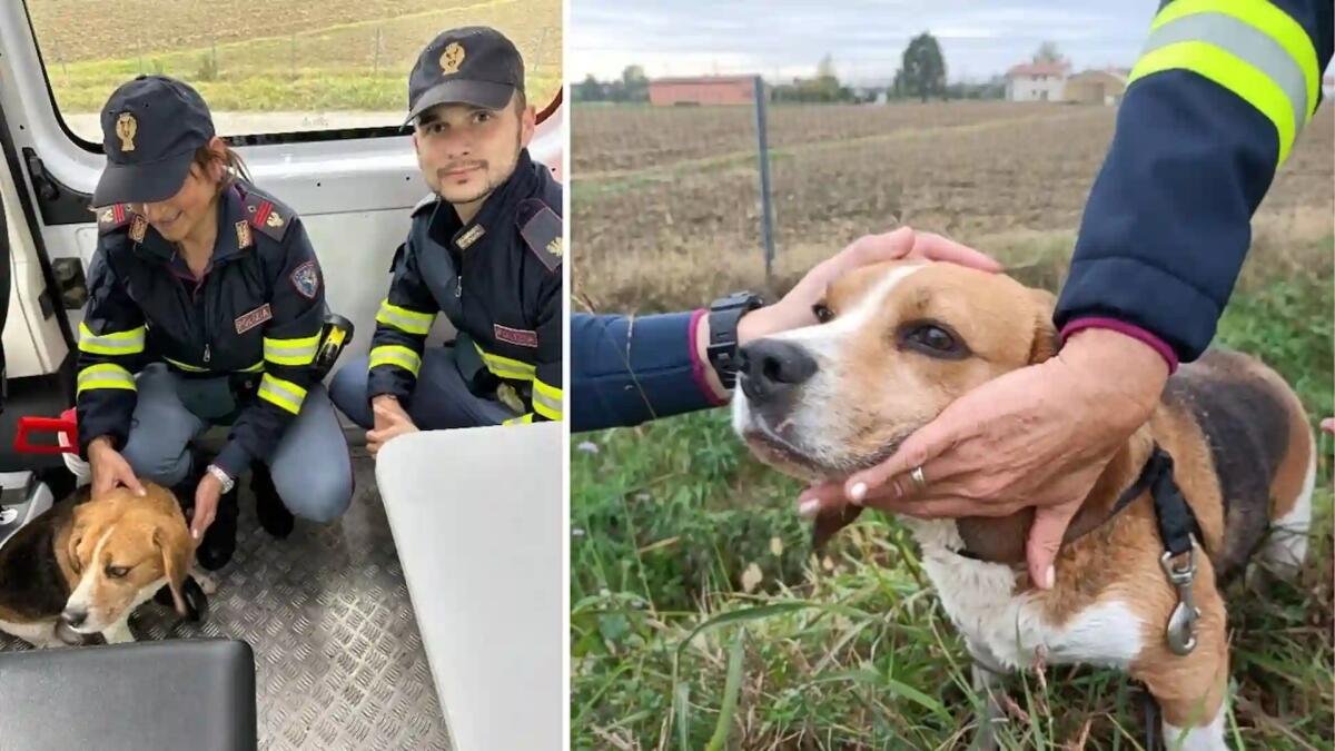 Cucciolo di Beagle vaga in Tangenziale, Billy salvato dalla Polizia Stradale -