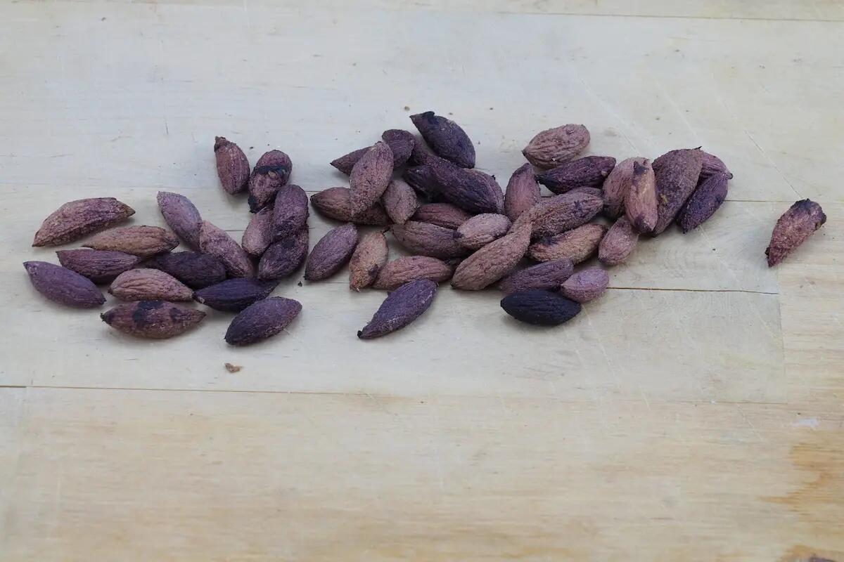 Dai noccioli delle olive le applicazioni per i settori alimentare, farmaceutico e cosmetico - 