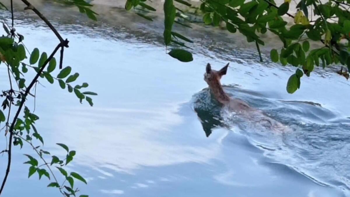 Capriolo in difficoltà nel canale, salvato dai Vigili del Fuoco - 