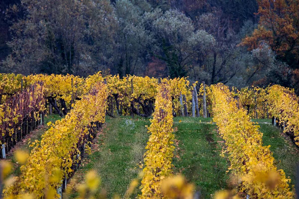 Zorzettig vince in sostenibilità - 