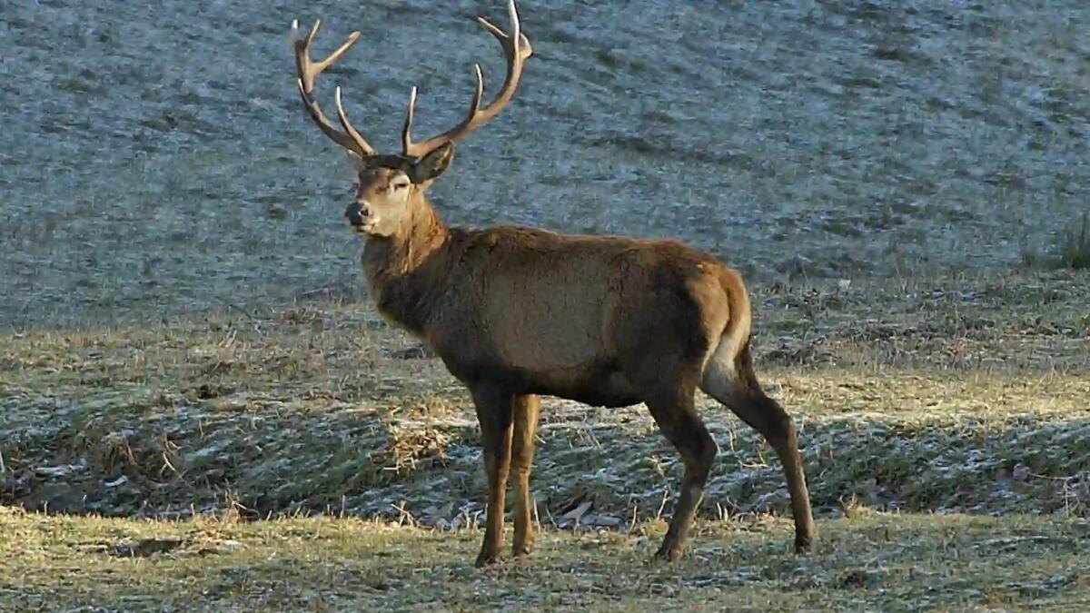 Auto contro un cervo all'alba, conducente miracolata - 