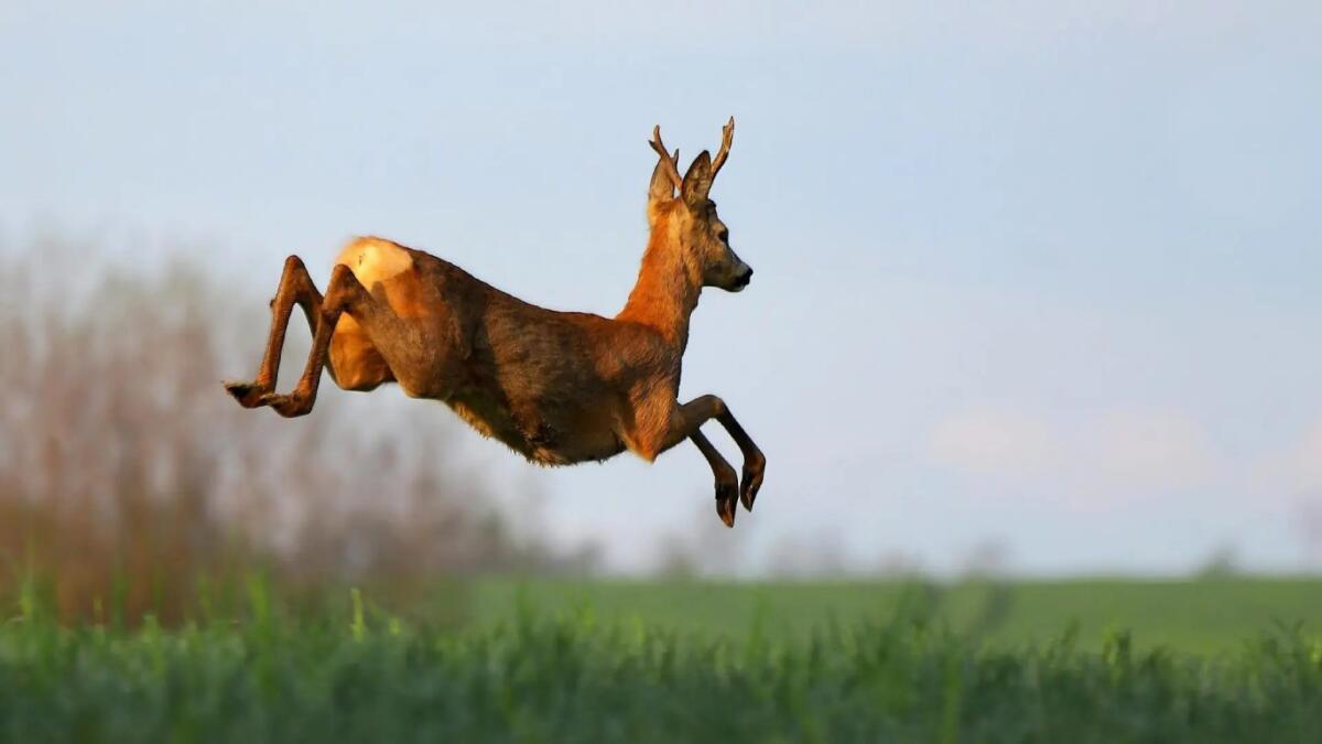 Manzano. Sbuca un capriolo e la moto si schianta contro l'animale: ferita 40enne - 