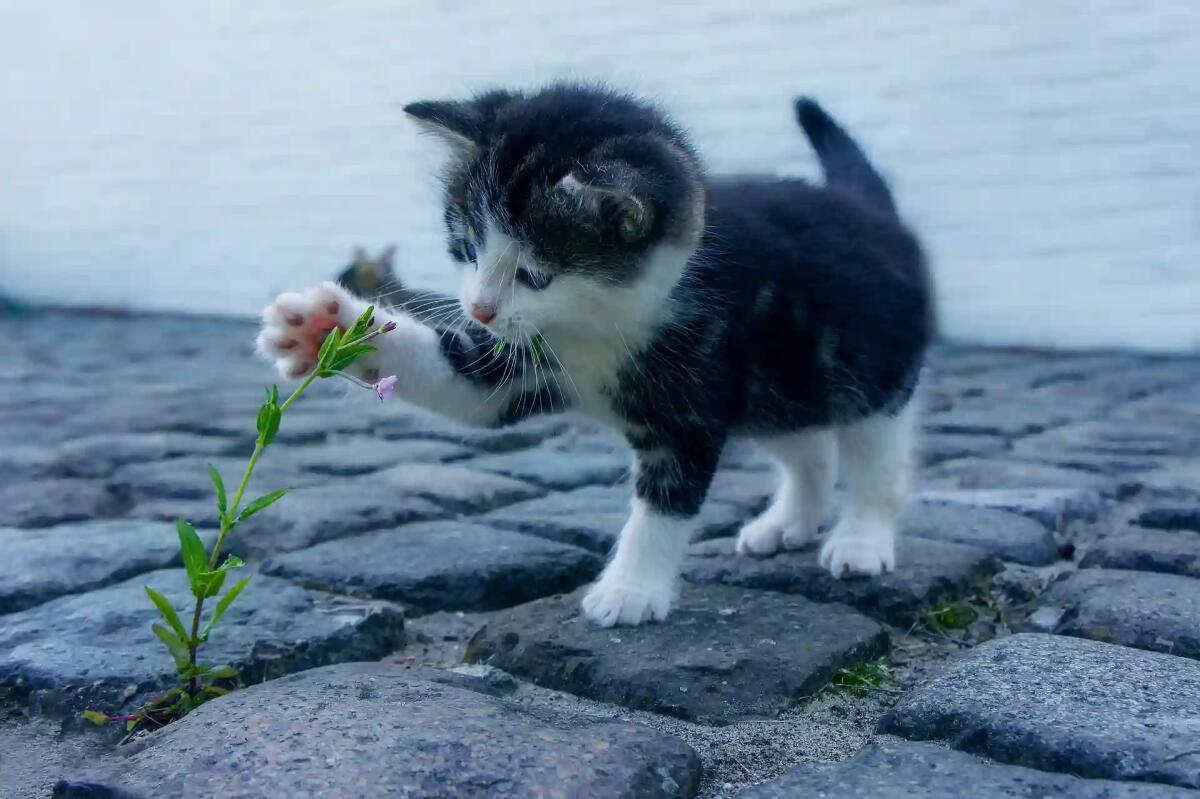 Weekend dedicato agli amici animali a Monfalcone con la manifestazione '4 zampe in Piazza'  - 