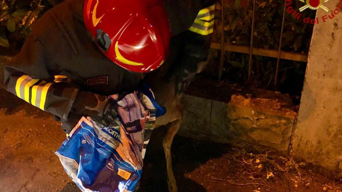 Bloccato tra le sbarre di una recinzione: capriolo liberato dai vigili del fuoco - 